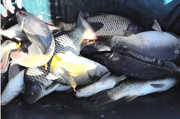 MAI - pescuit-la-crap-la-sulimanu.jpg